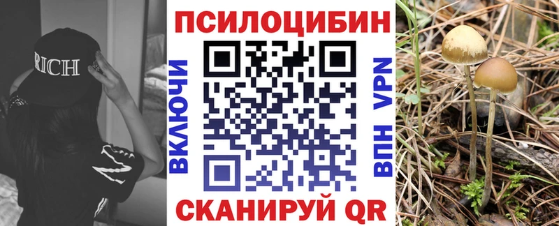Галлюциногенные грибы Psilocybe где можно купить наркотик Шелехов